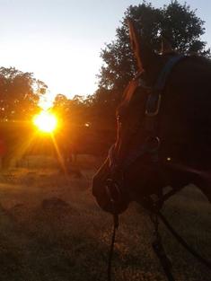 A horse facing a sunset